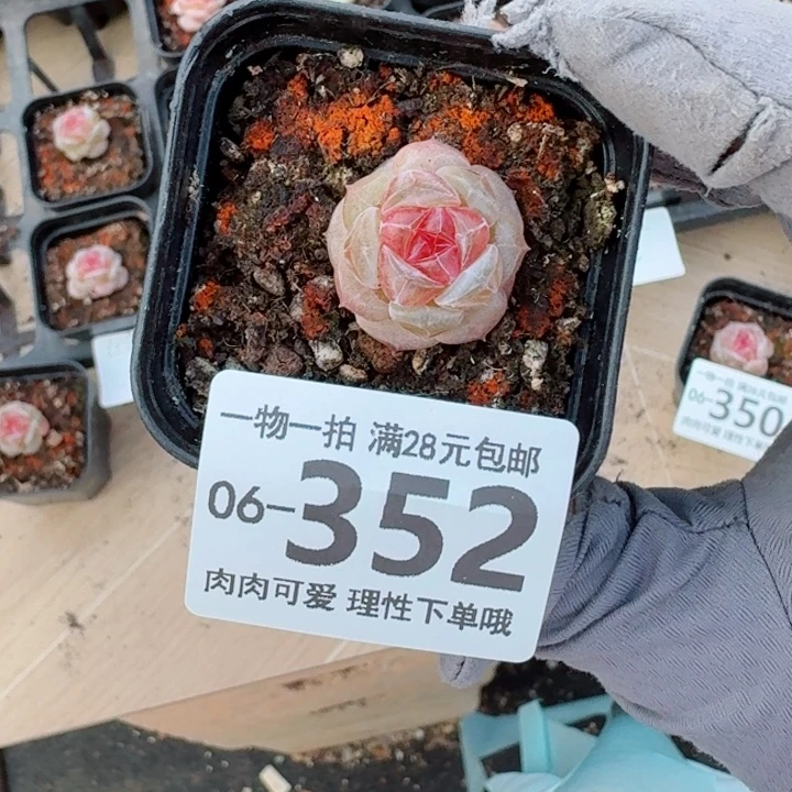 红石榴无盆土发货多