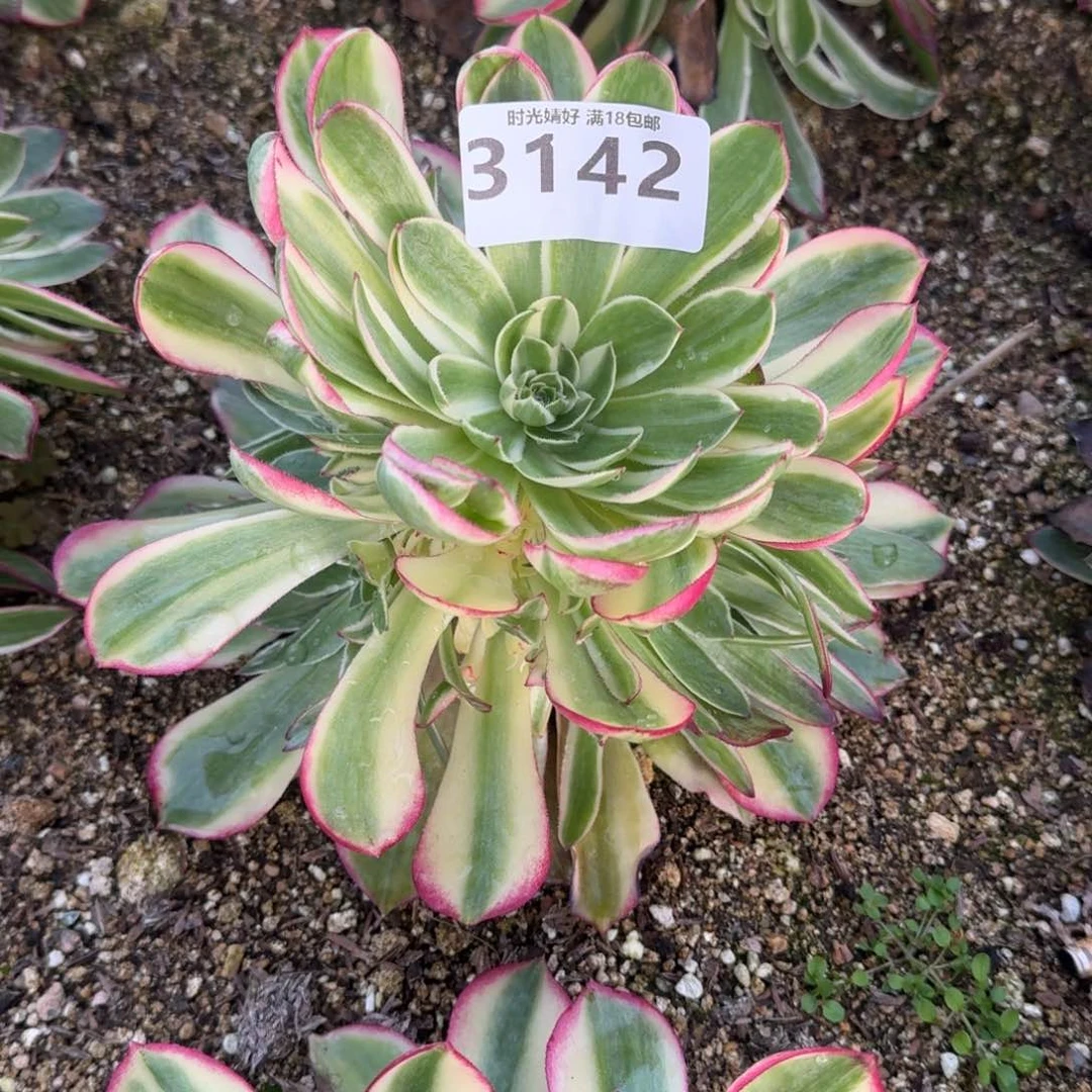 糖*?3142海王寄养到秋