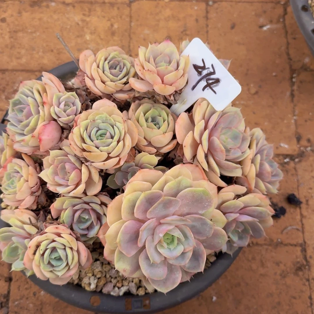 小***憩多肉植物的生长发育