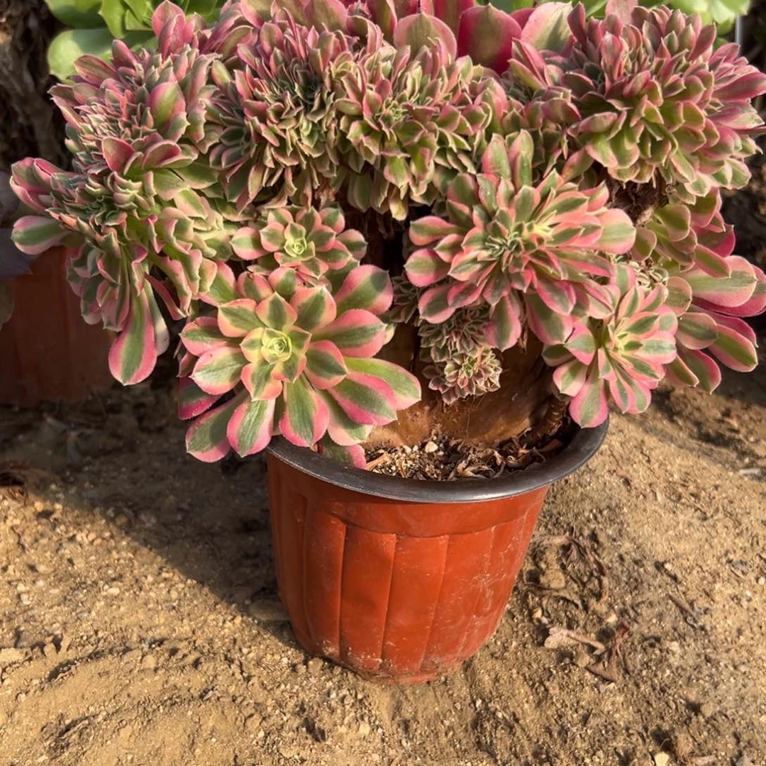 多肉植物粉女巫缀