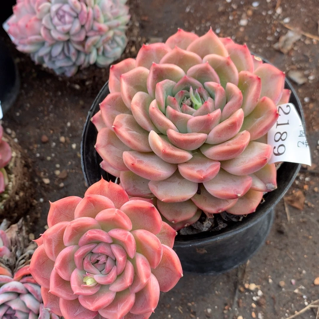 2189新年快乐发发发