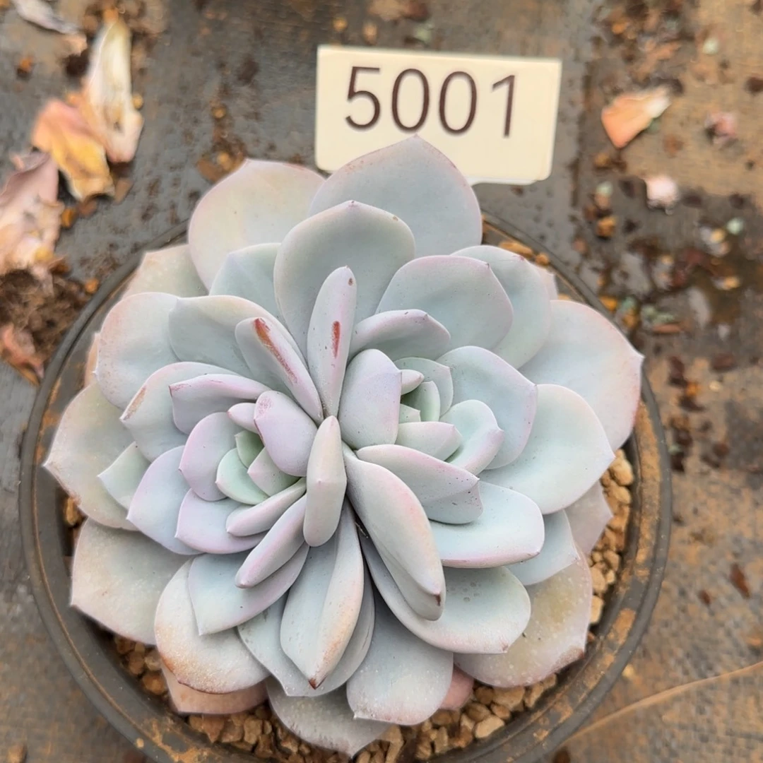 妞***妞5001。   奶茶双头分心不售后