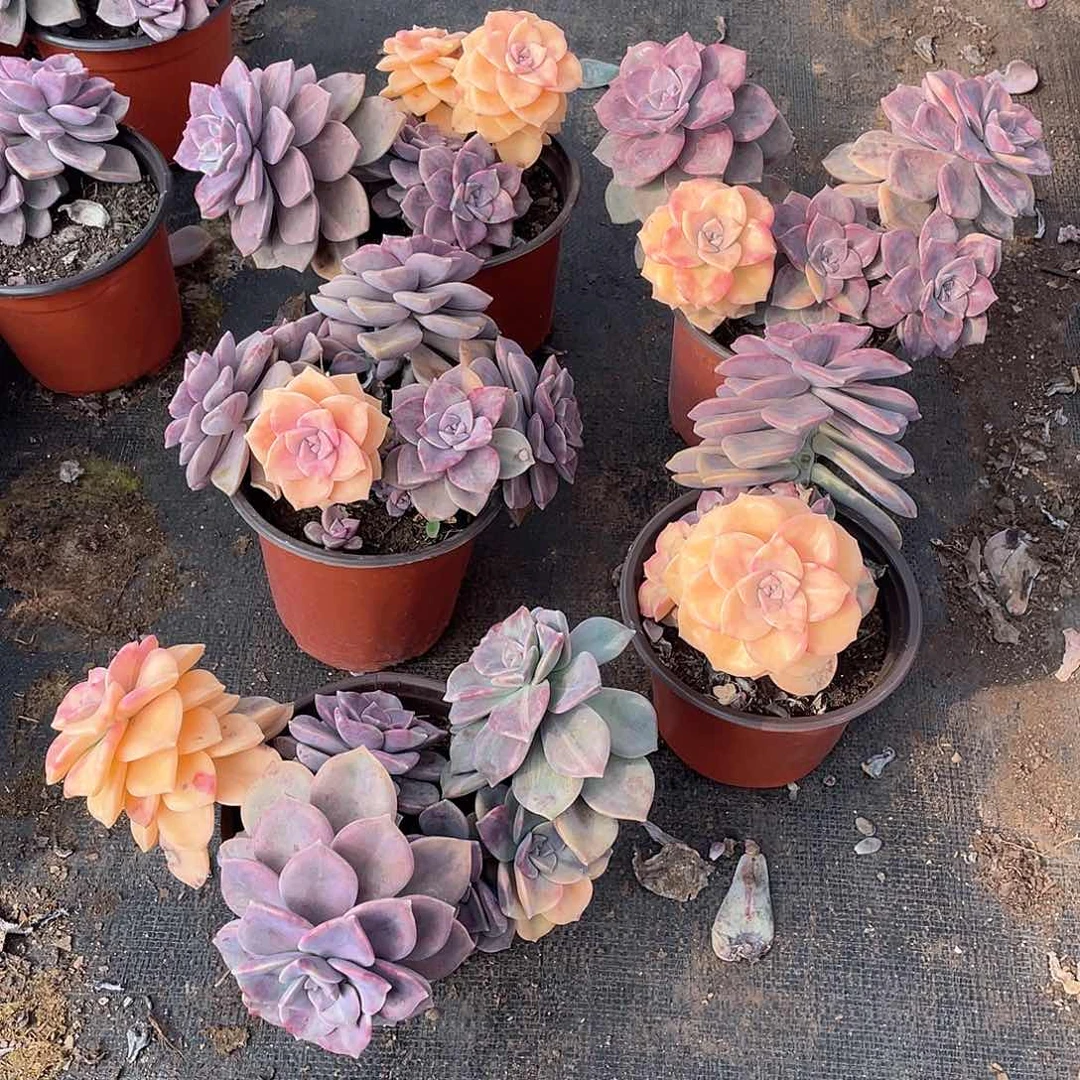 小紫乐锦18.8量拍多肉