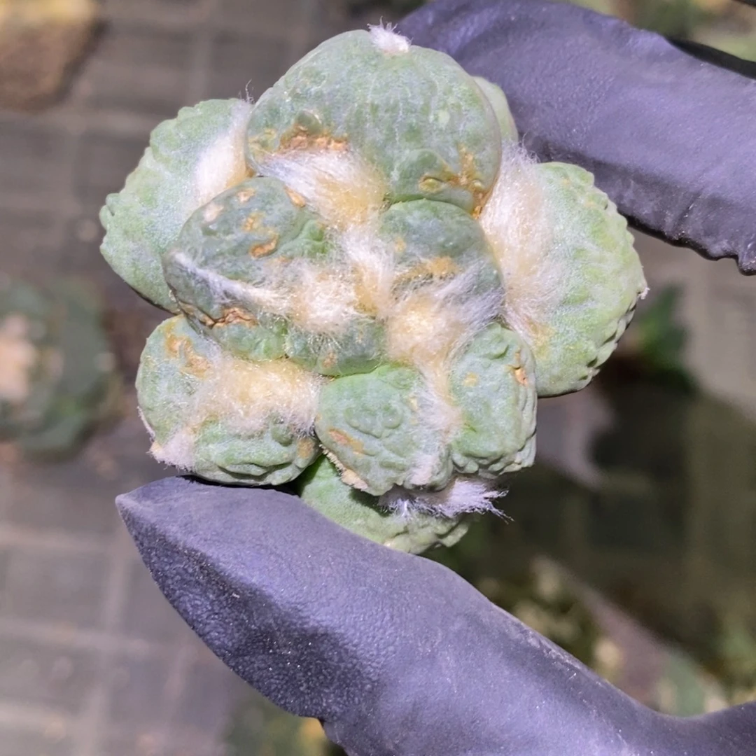 自根蛋尤福利福利