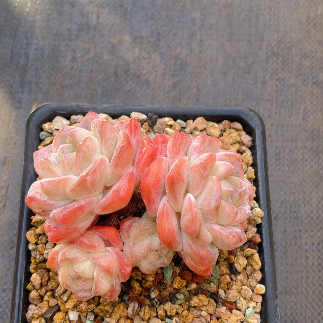 小姐姐发货的1-13