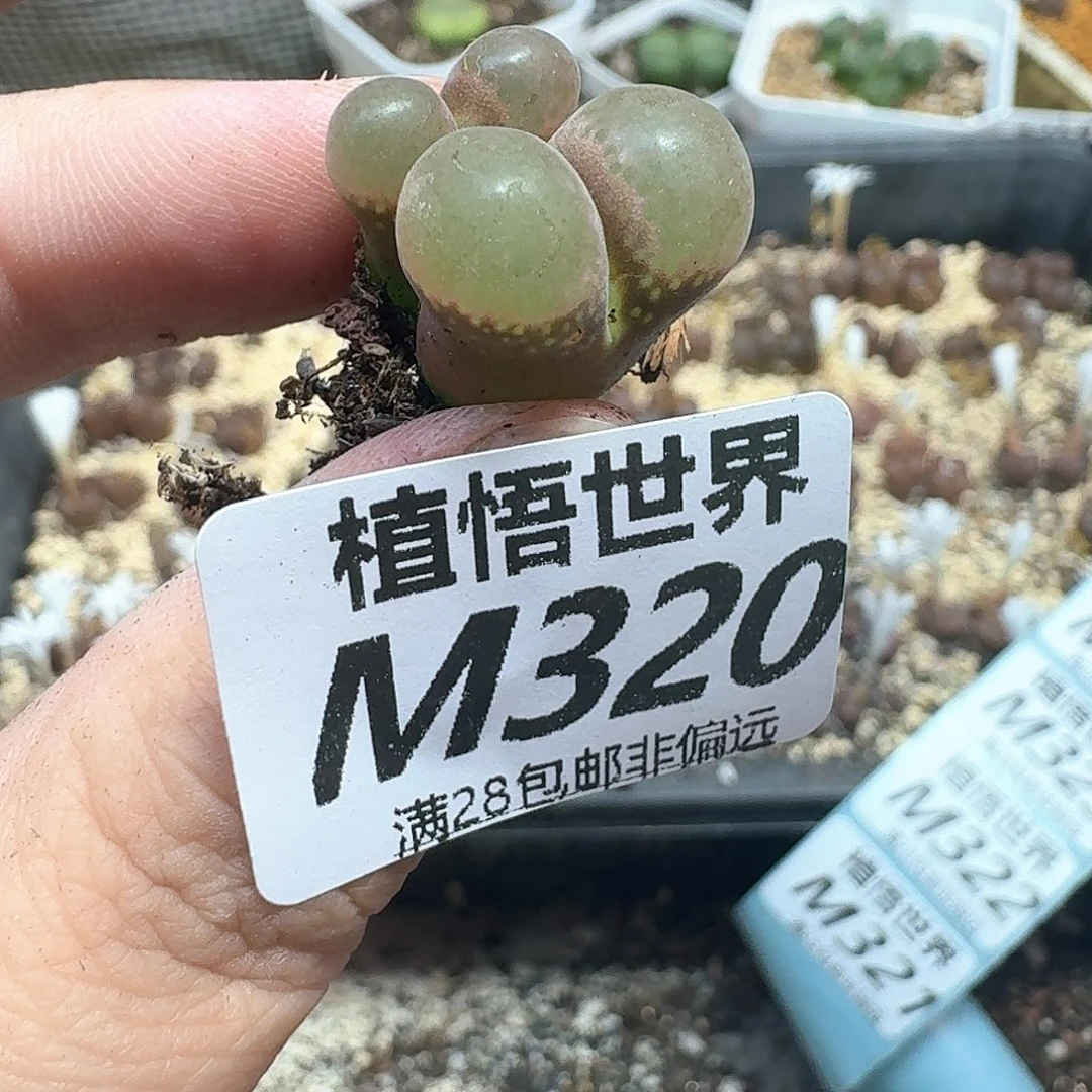 多肉植物的动作额分