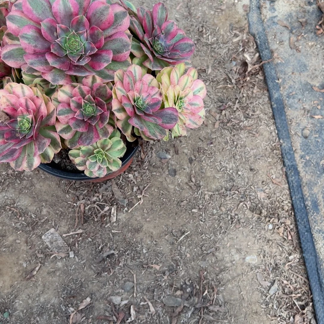 海***。405雨荷多肉植物法师多肉