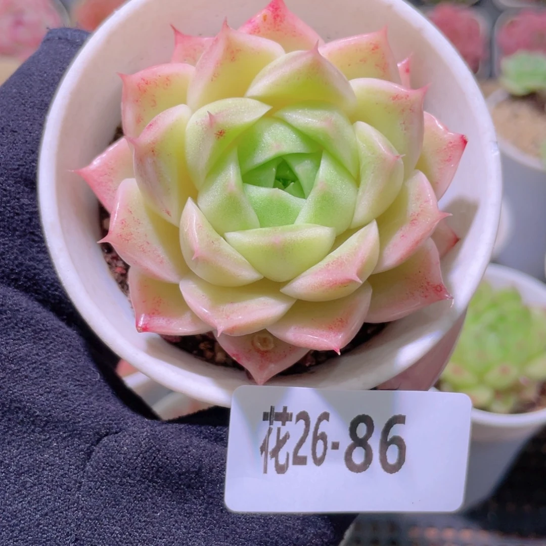 花利美26-86麦秆单头