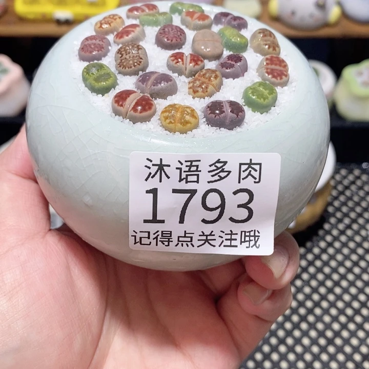 带盆土植物 一物一拍1793