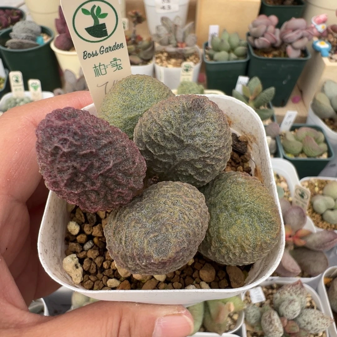 天***天131 号好看的水泡冲冲冲