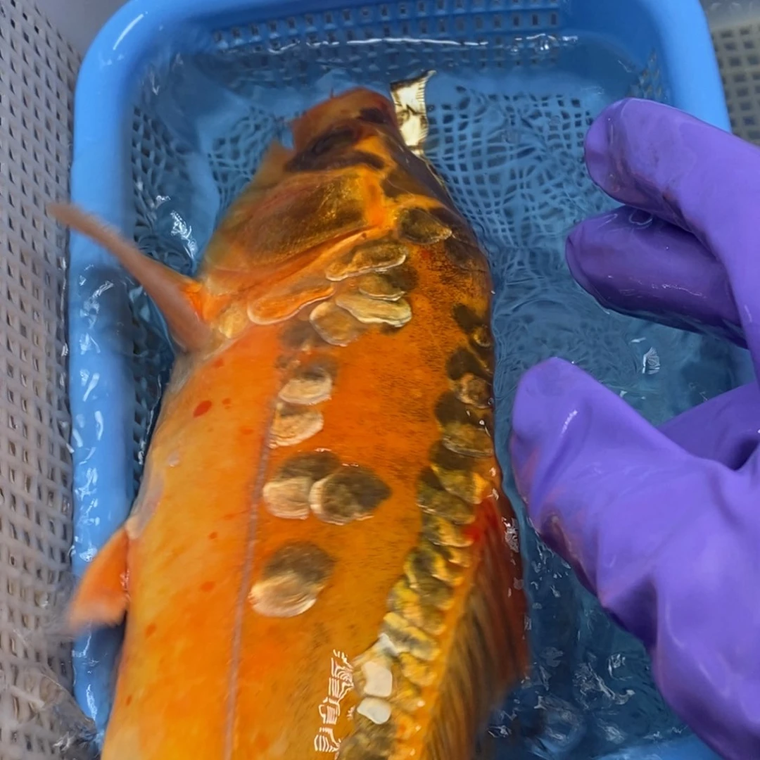 锦鲤冷水锦鲤包邮