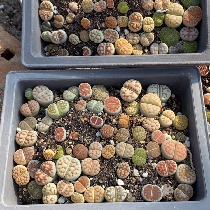 惊***子生石花等植物的生长072