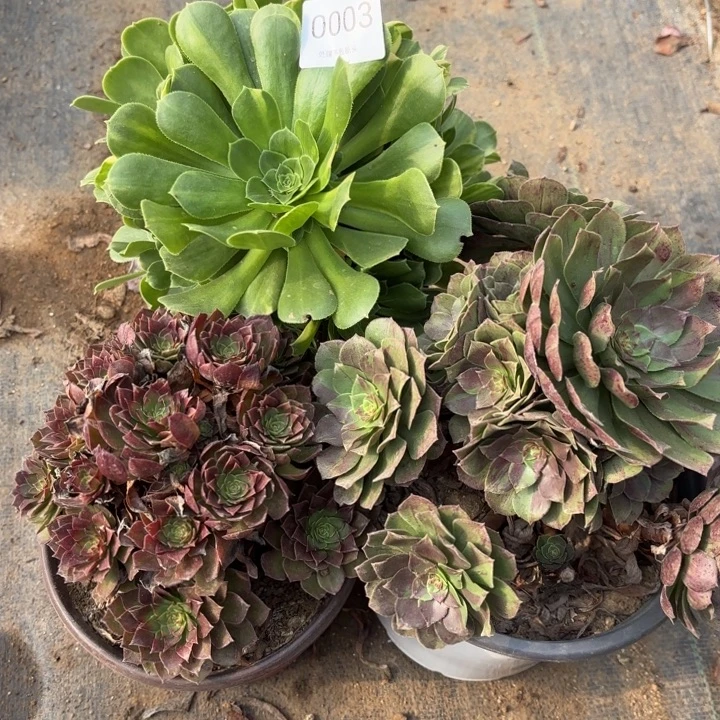 3颗多肉处理不包断头0003