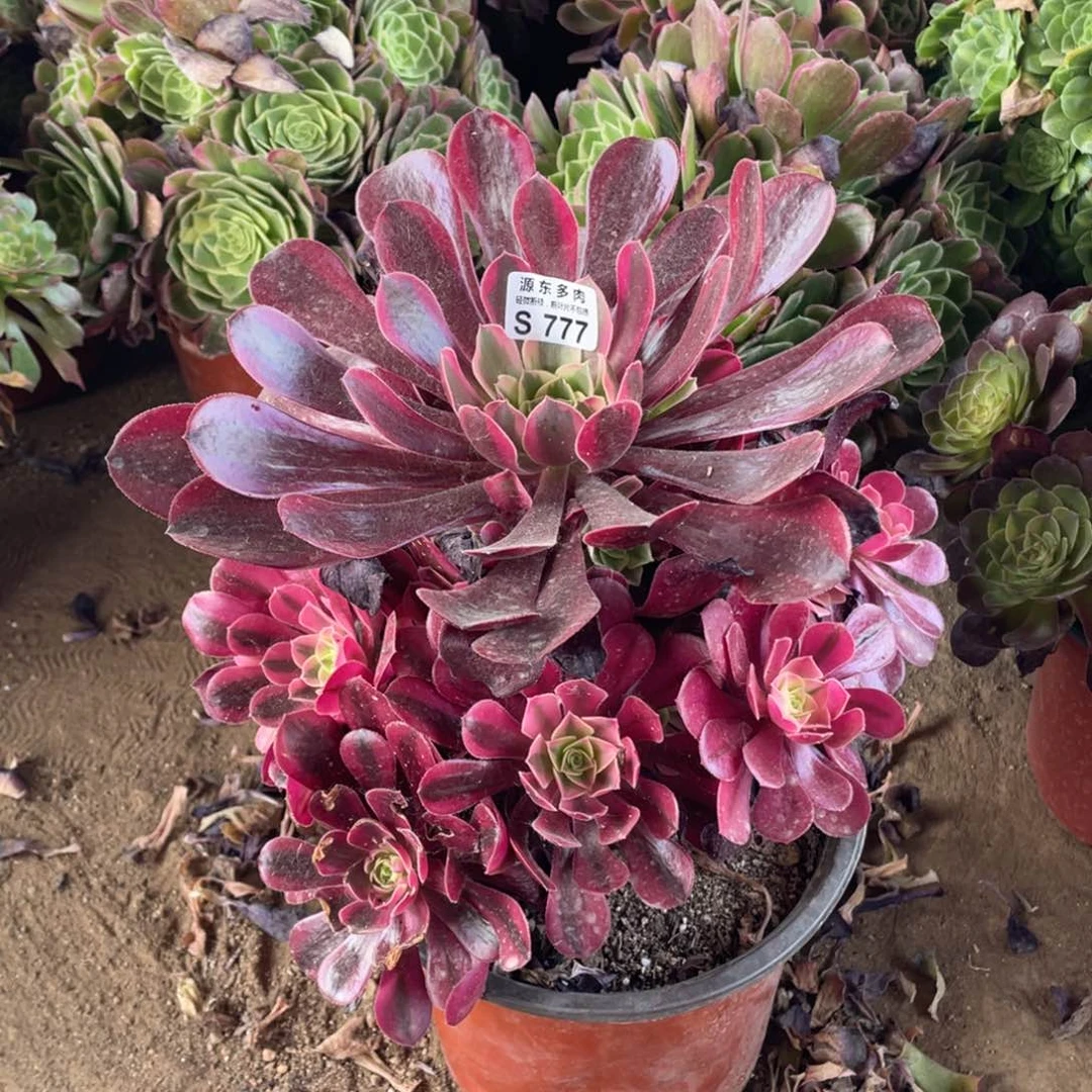 美杜莎多肉法师断枝不包