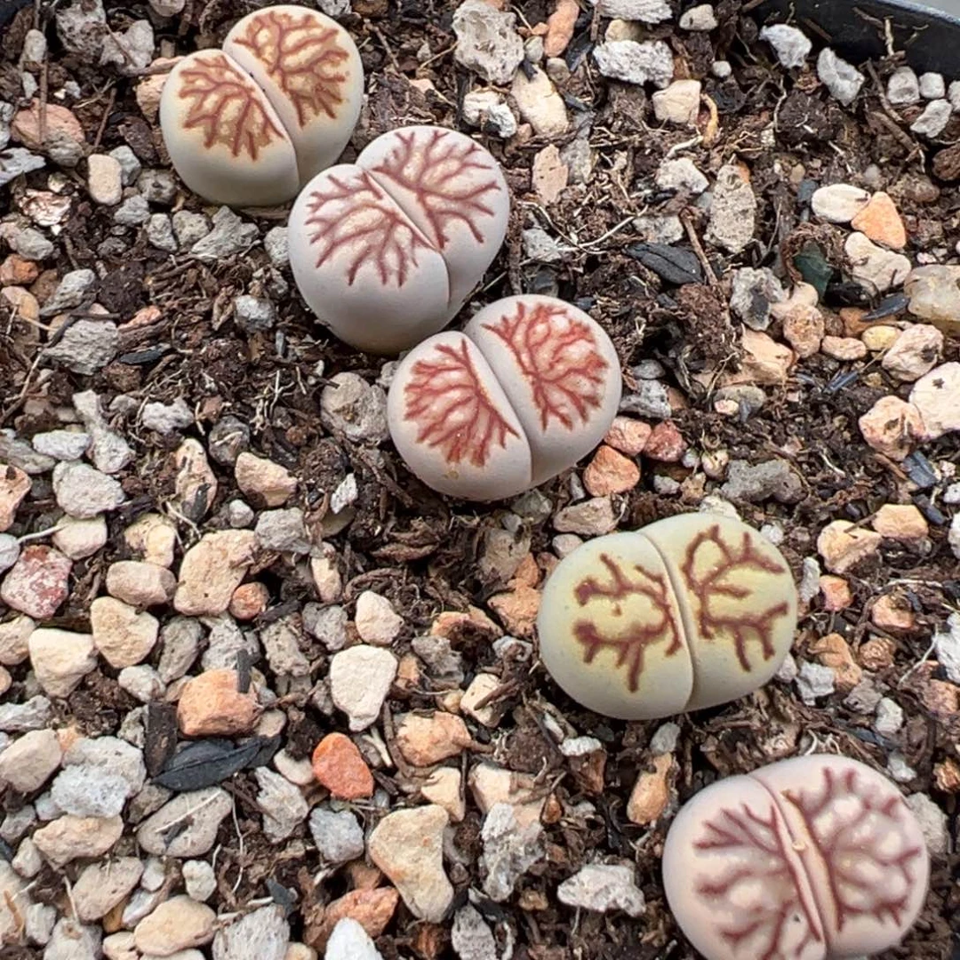 9.9好看的多肉脱土发货234