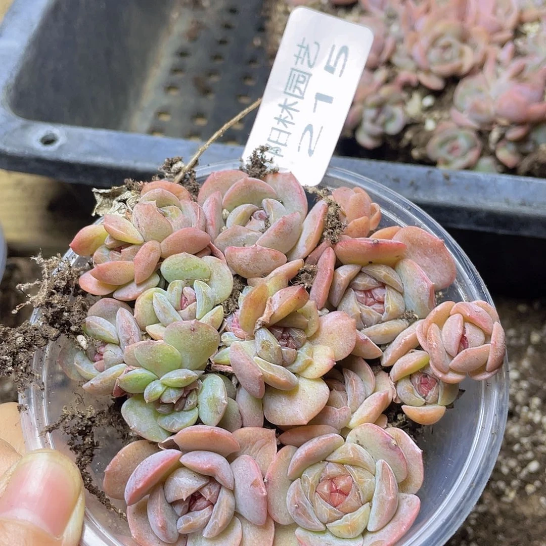 多肉植物多肉植物215