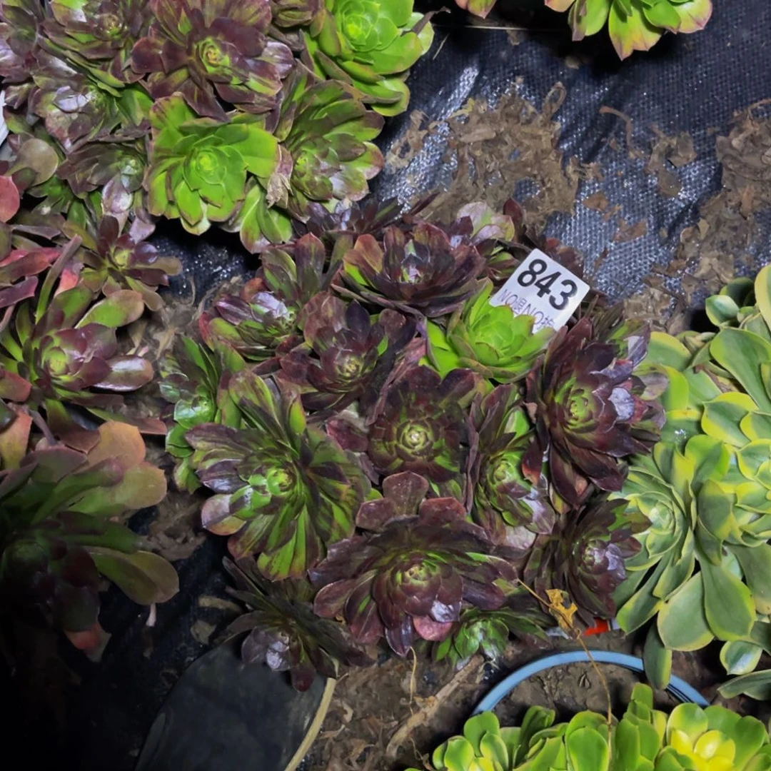 花月夜法师朵朵1-31