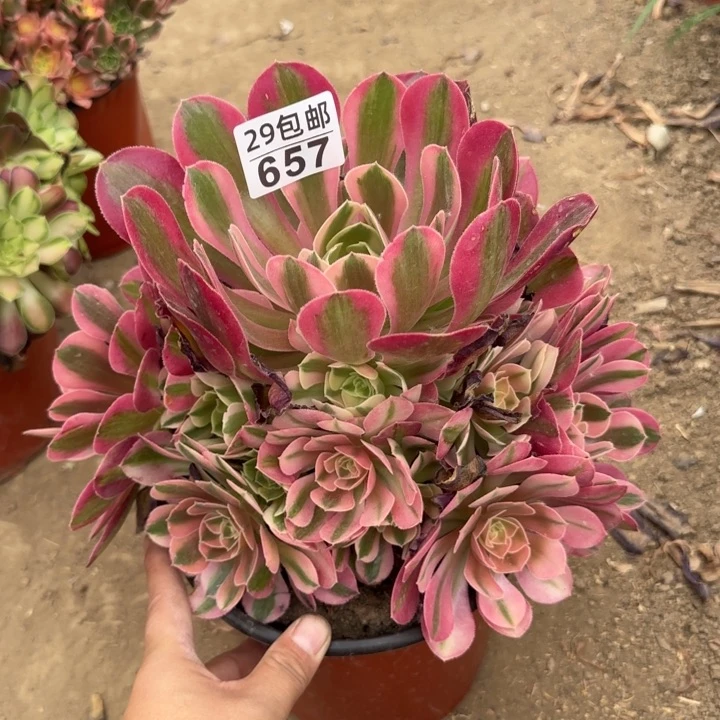 香妃……多肉植物？！……