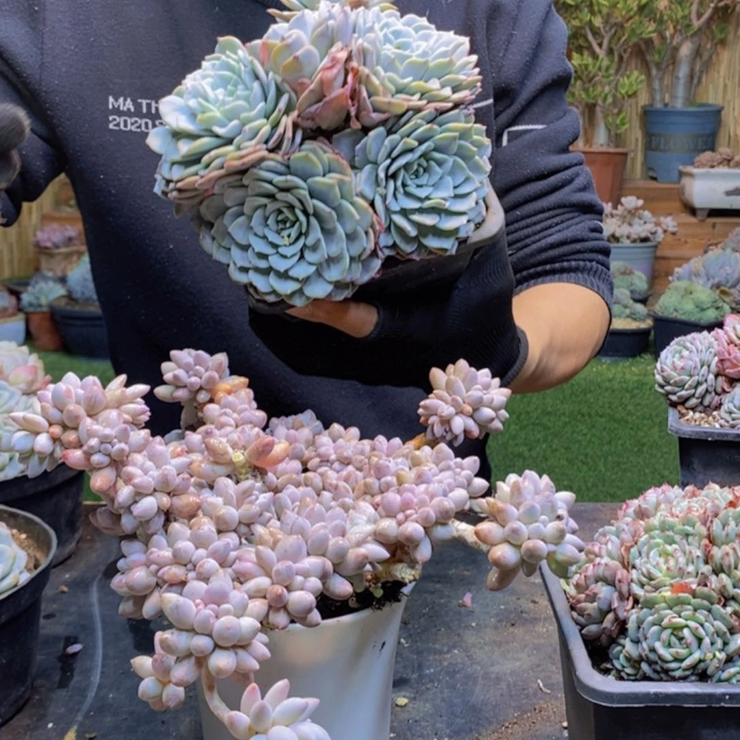 微53号婴儿手指00