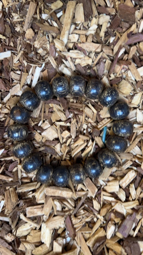 沉香x169 福莱精选高端文玩