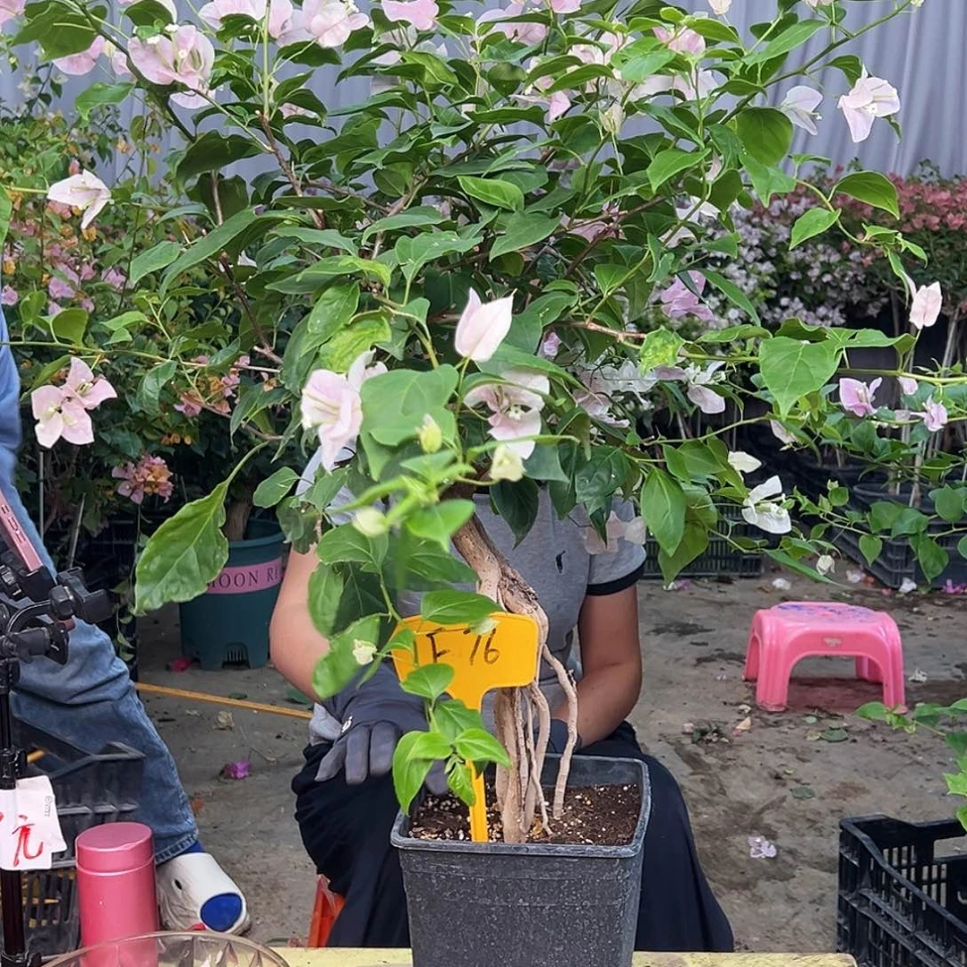 李***懂当前无花栽培后可以开花F76广
