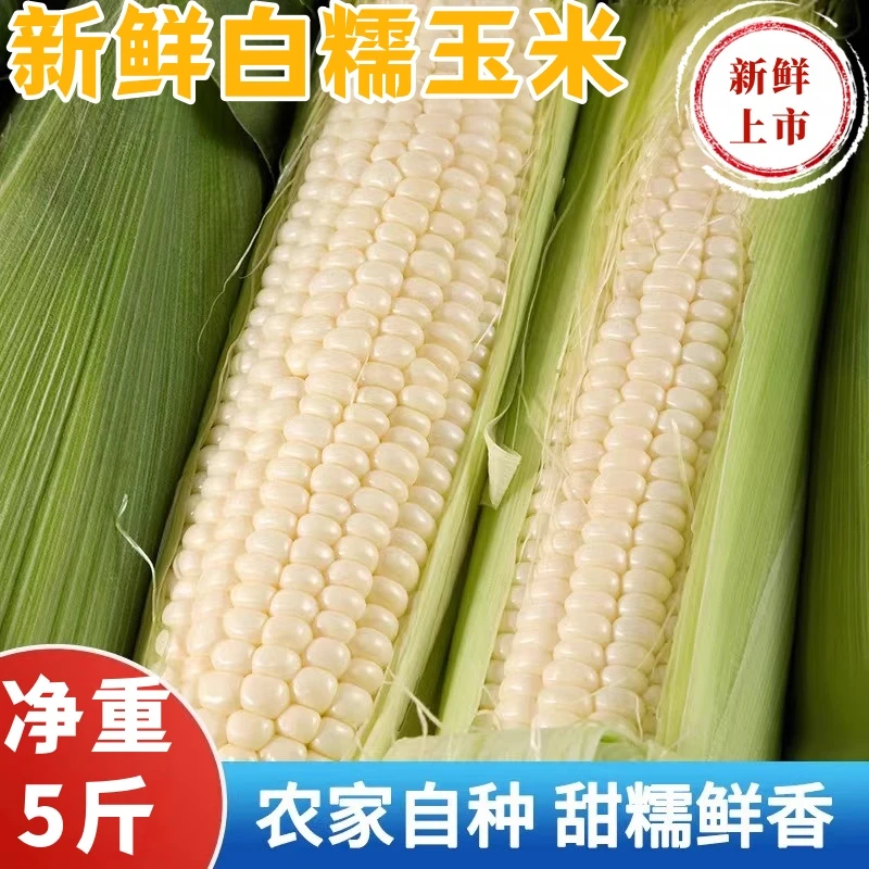 【软糯】白糯玉米黏玉米带壳发货多汁饱满新鲜采摘当季净重5斤