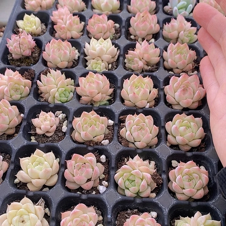 33 多肉植物盆栽花卉