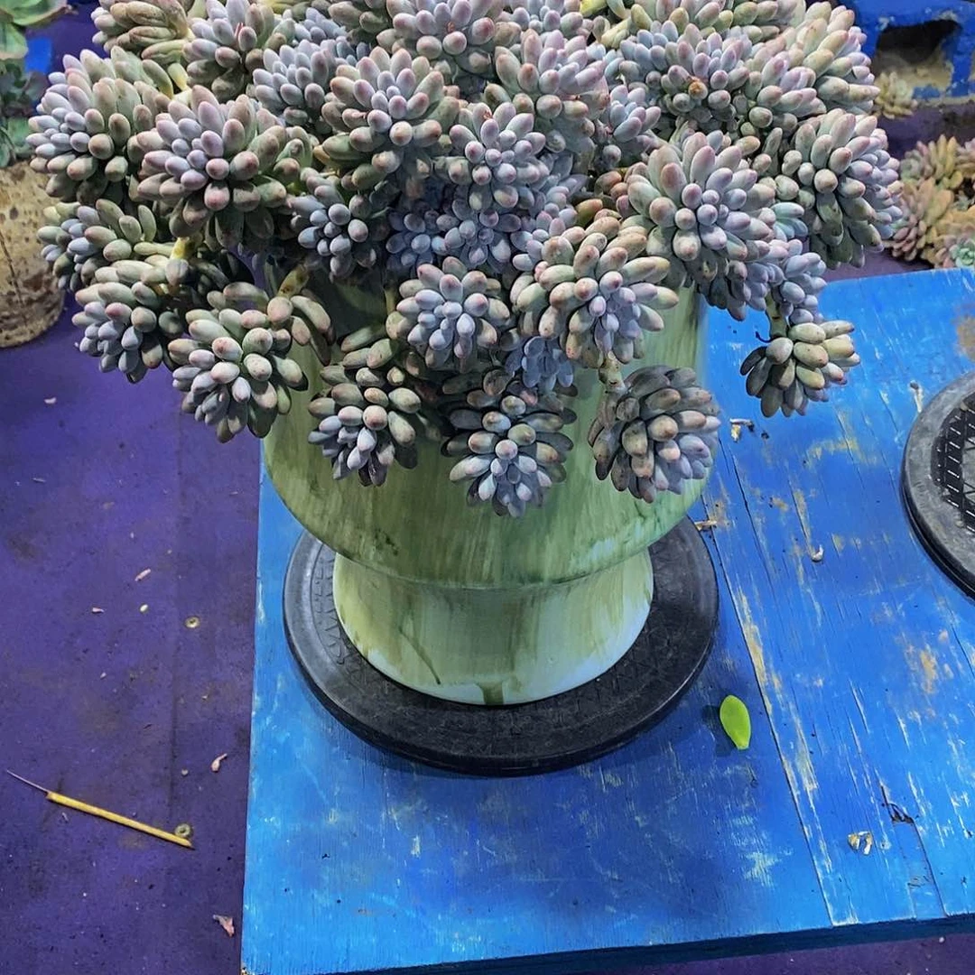德**师婴儿手指多肉植物带盆物流自理由