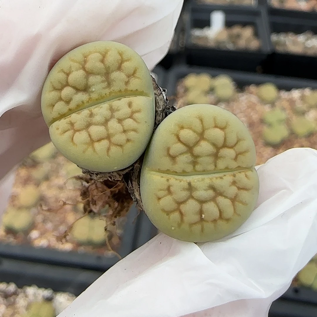 若***水11.23.黄绿富贵.9076冠幅2.5cm