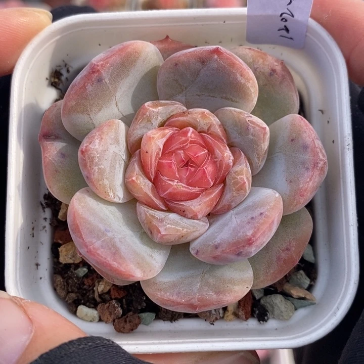 1202-529，糖心多肉