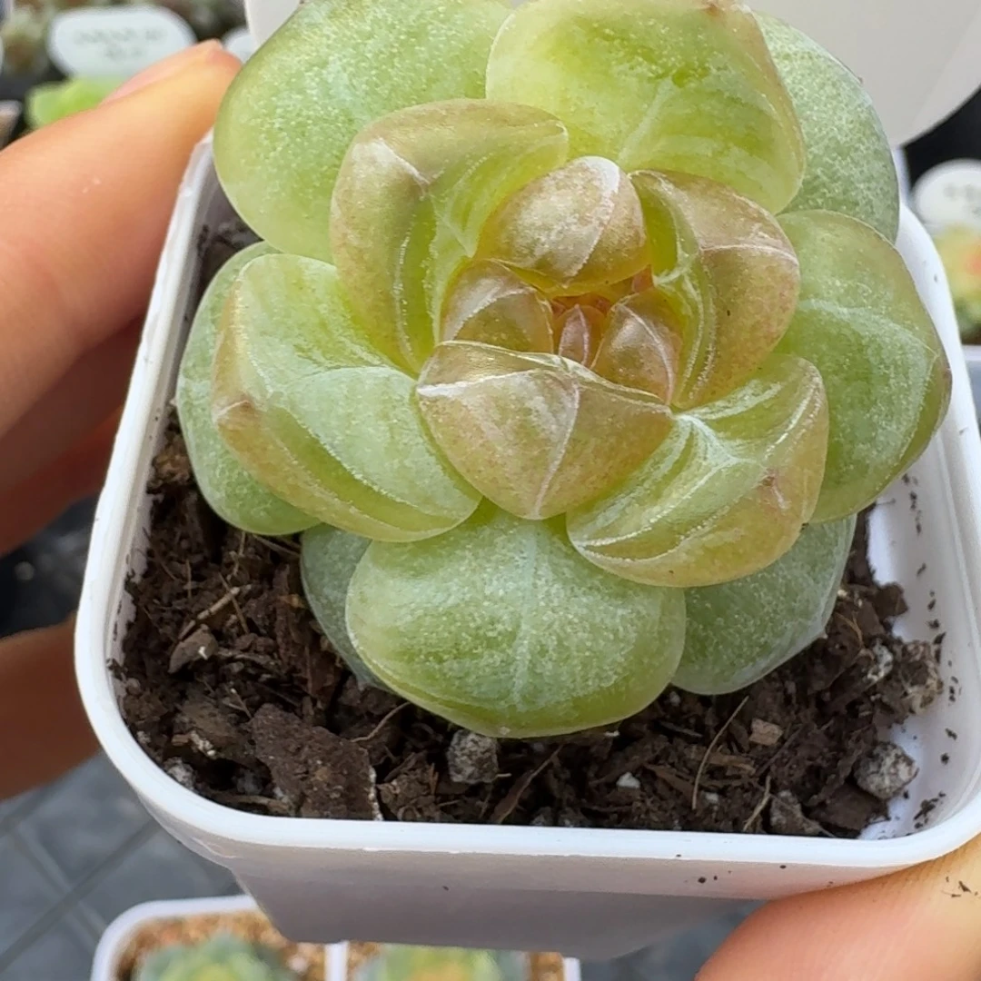 1015-16-胖胖单头一颗