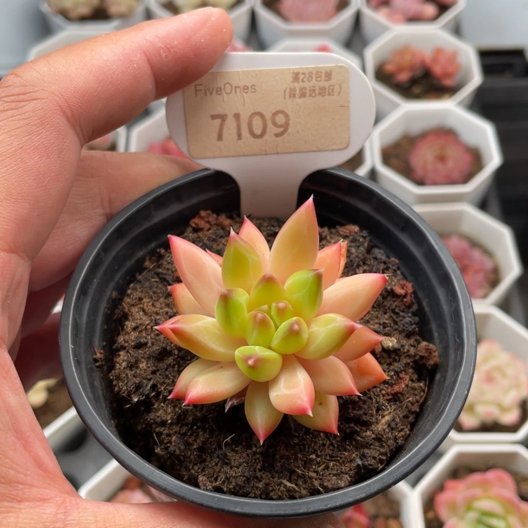 甲骨文7109-5厘米