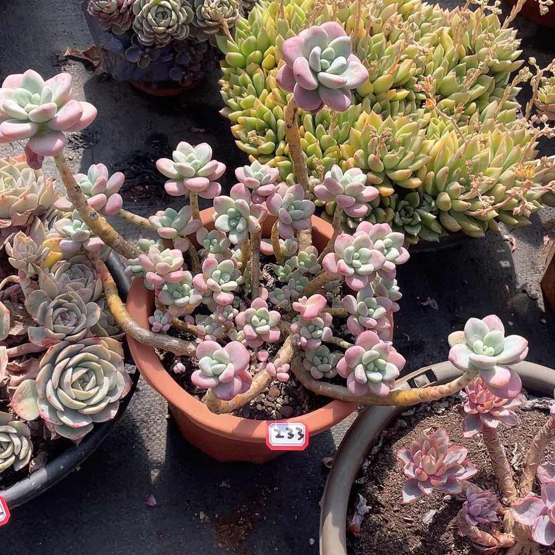 233洛神 一物一拍多肉