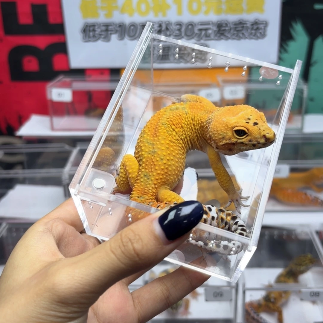 豹纹守宫翡翠弟弟