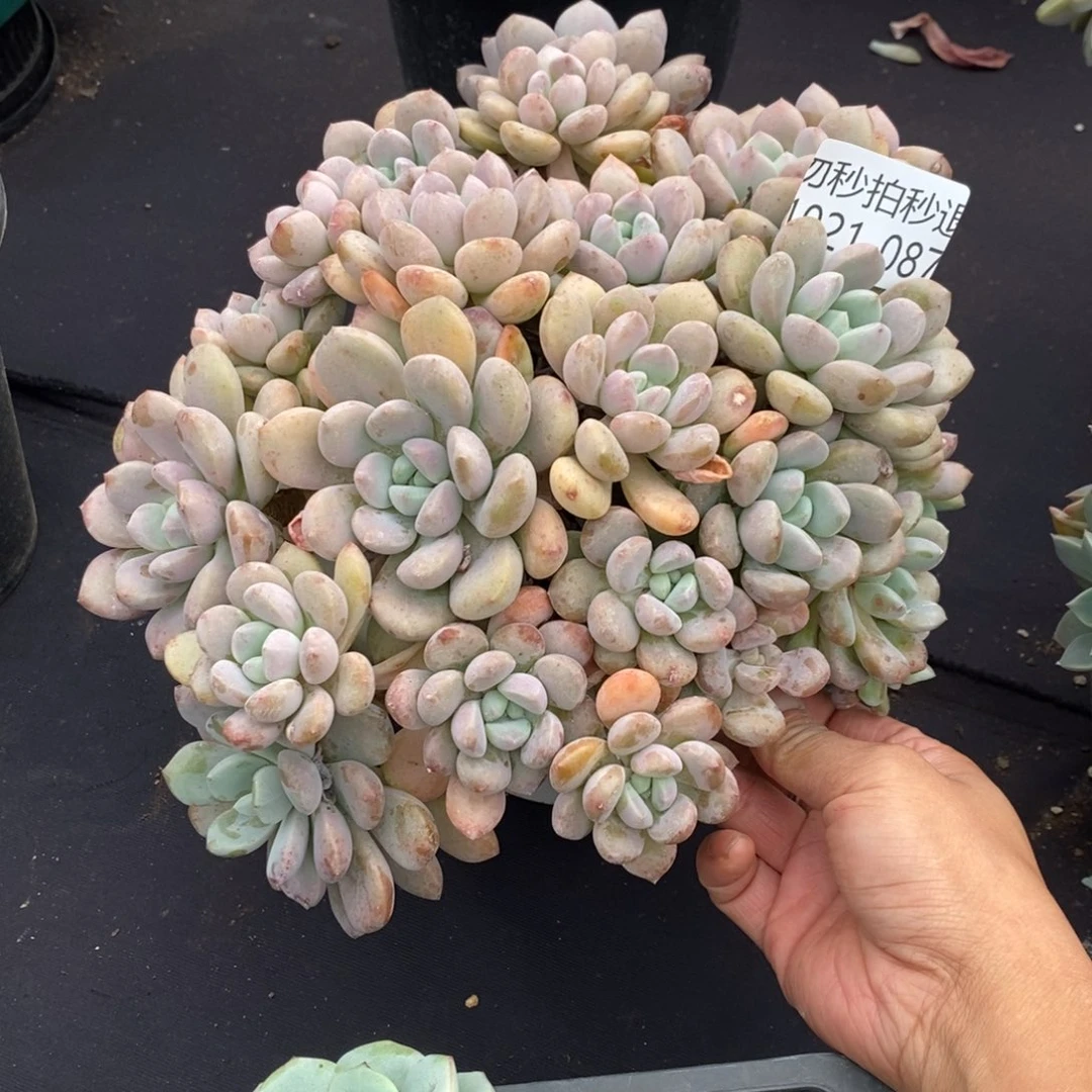 两单包邮1021-87白鹭