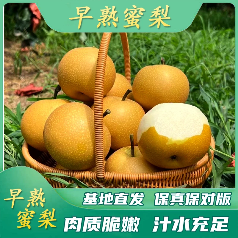 【早熟蜜梨】精选容器苗梨子苗南北方庭院种植水果春季园林果苗