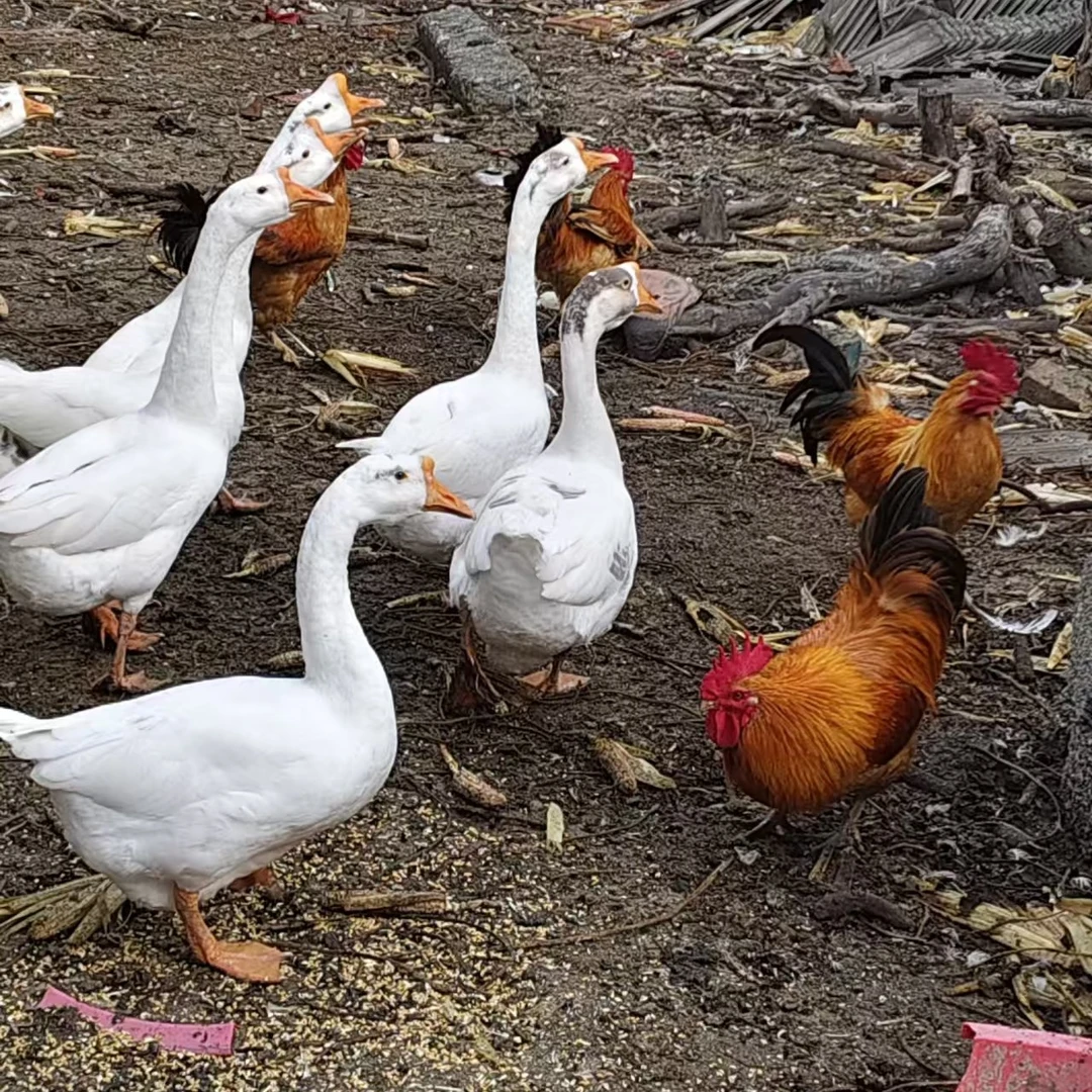 农村收的散养老鹅现场称重（一物一拍）