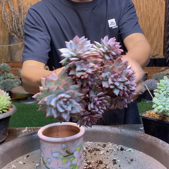 白***女228号粉蓝鸟多肉植物