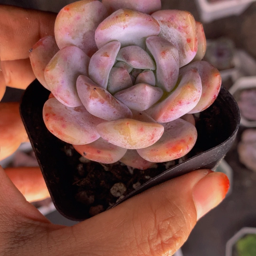 樱花粉  （满9.99包邮不满9.99发叶子）