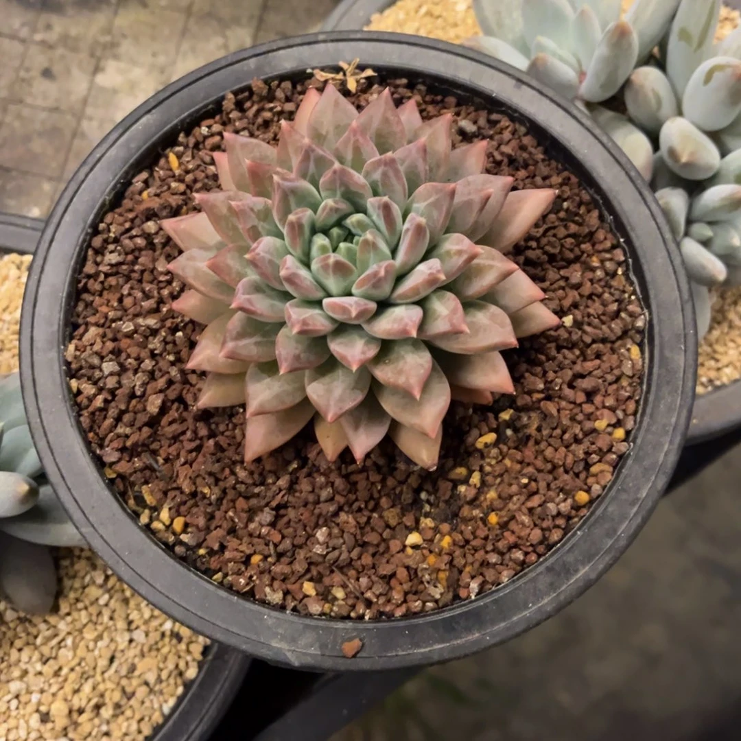 美人杂交脱土发货。