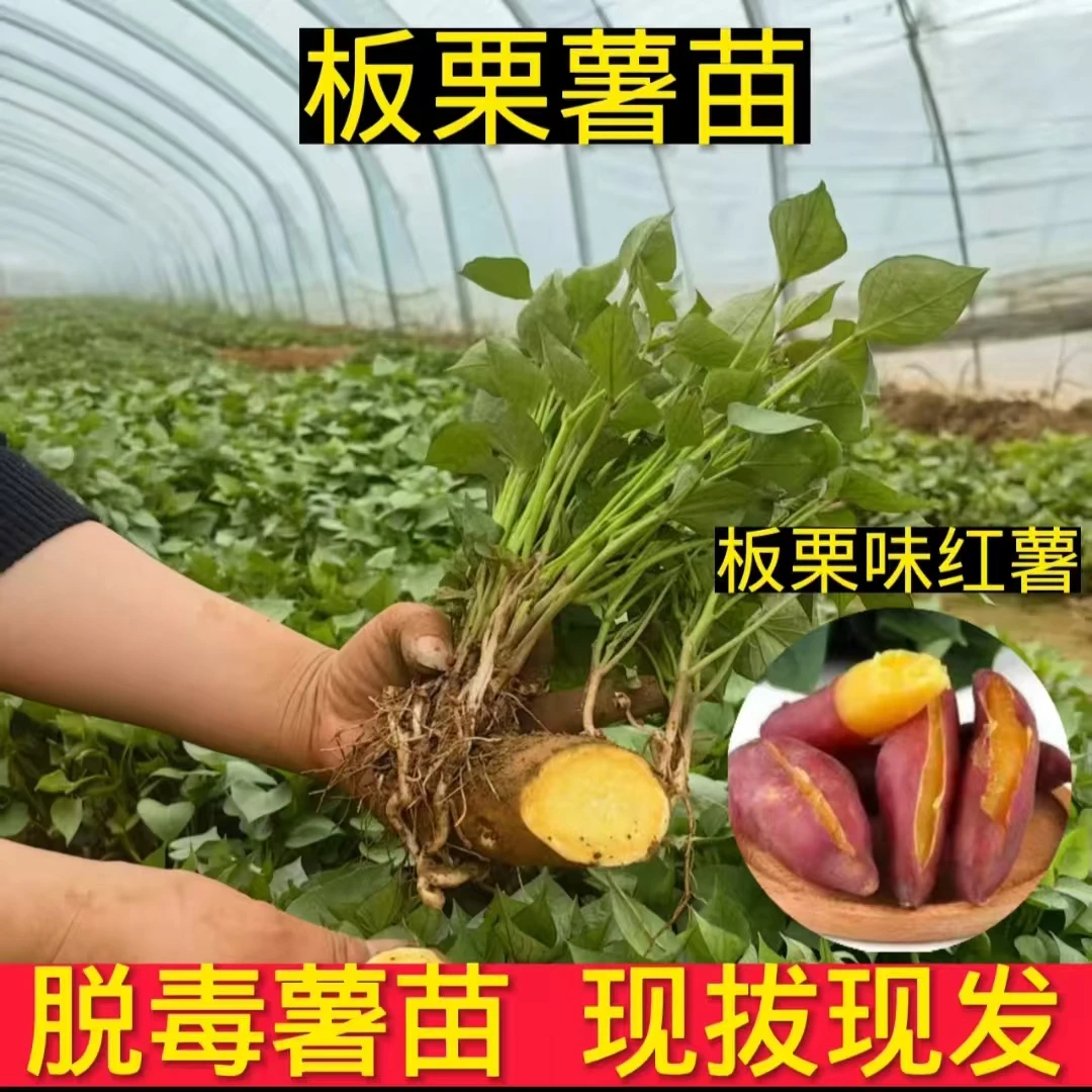 【济薯26  板栗香红薯苗】 口感粉糯香甜红皮黄心蒸煮烤煮饭