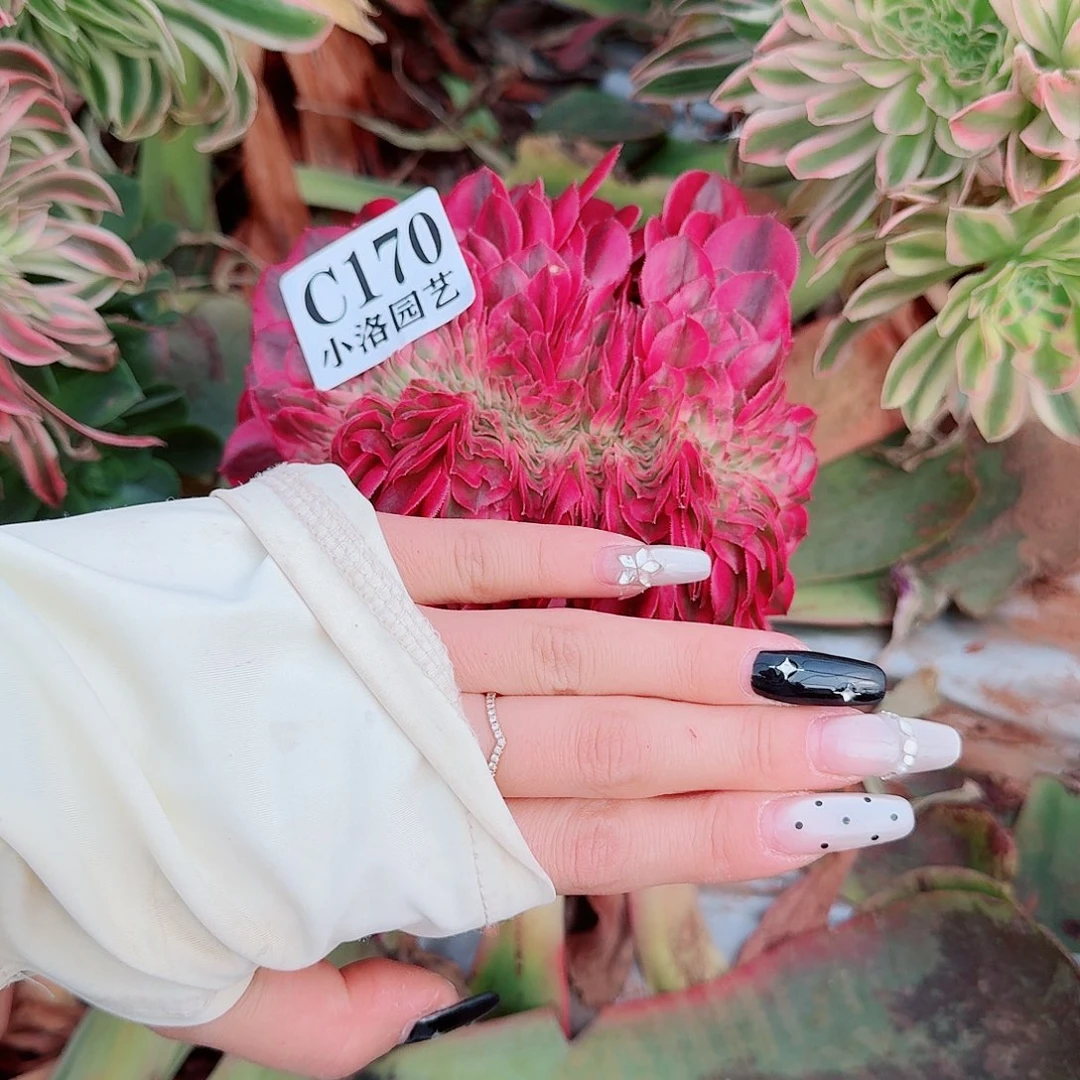 170 缀化无根不包侧枝