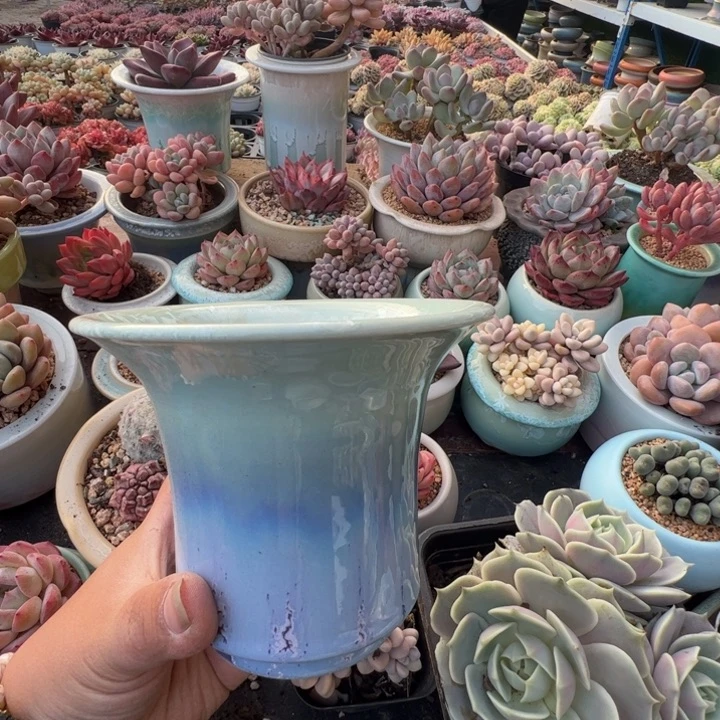 特价花盆满50发货内口11