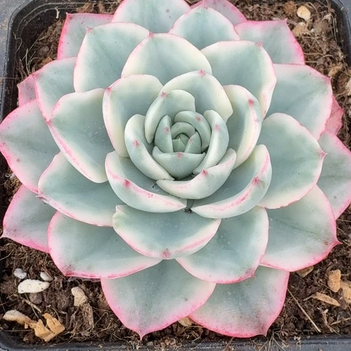 奶油黄桃一物一拍