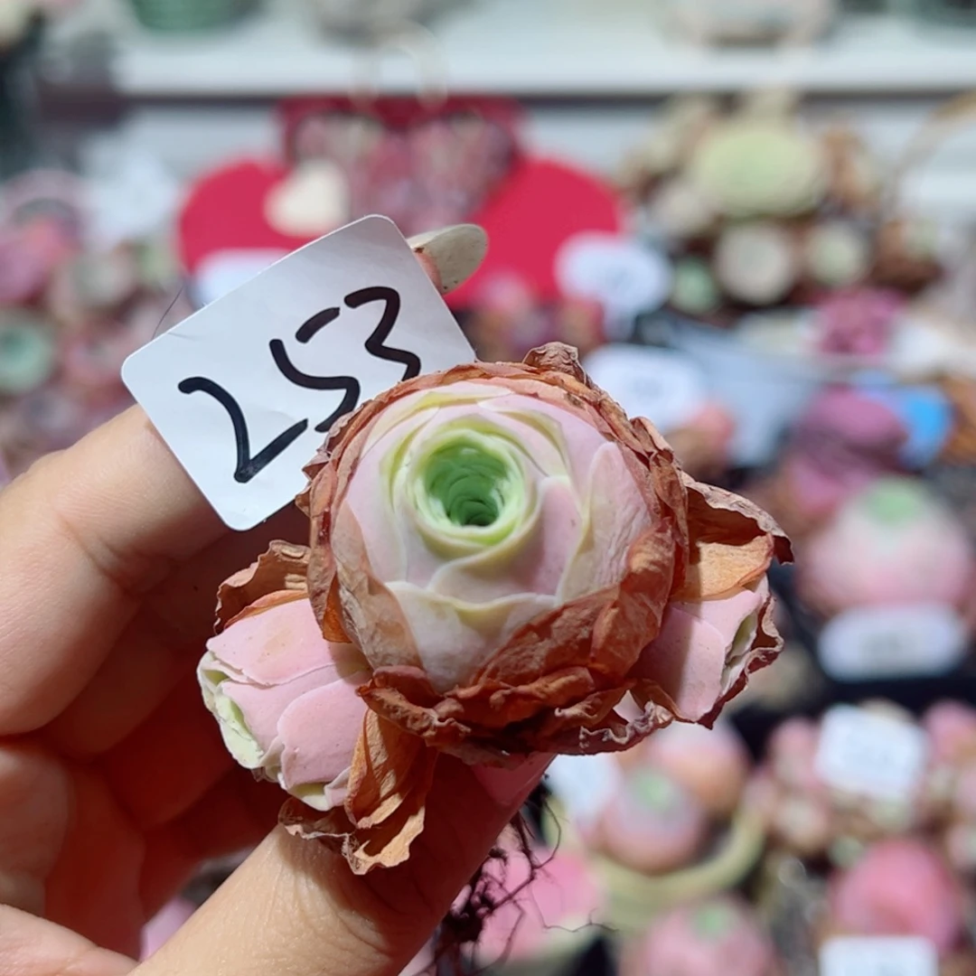 253水蜜桃三头。