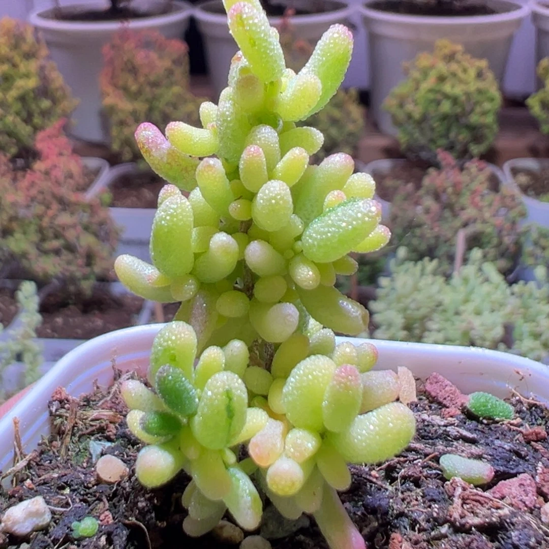485米粒锦一物一拍带盆土发货