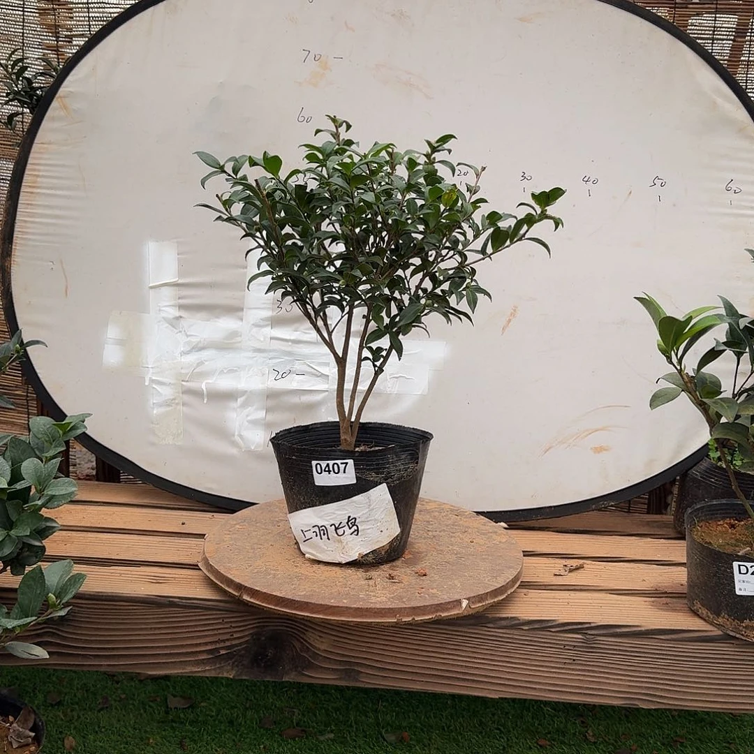 全部花朵407上羽飞鸟45