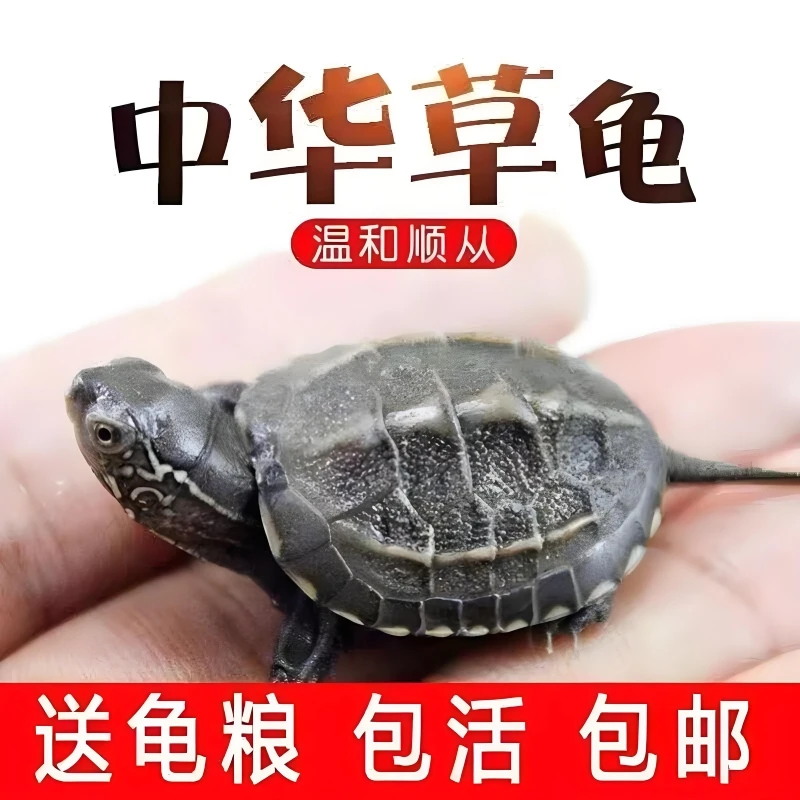 【3-5厘米】4只正宗中华草龟包活到家