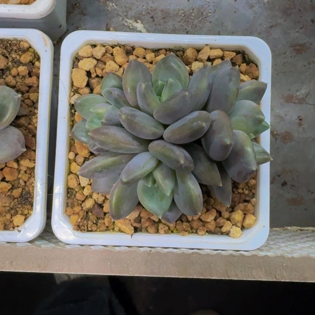 邀月 4头 一物一拍