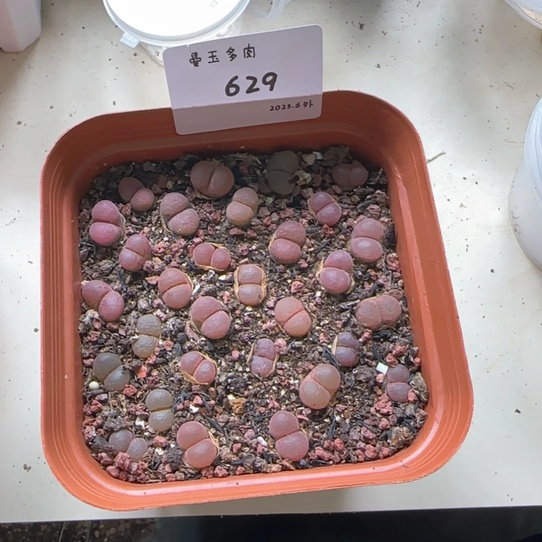 花****^多肉多肉多肉6.5-629